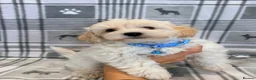 Maltipoo dogs for sale: Happy,loving affectionate Health Tested Maltipoo’s - Advert 4