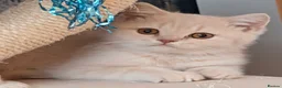 British Shorthair cats for sale: 💕Exceptional Cream British Shorthair Kittens💕💕 - Advert 11