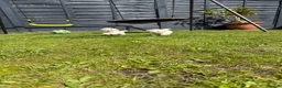 Maltipoo dogs for sale: Now ready for new homes.  - Advert 25