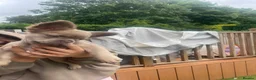 French Bulldog dogs for sale: Gorgeous longhaired frenchies carrying pink gene  - Advert 7