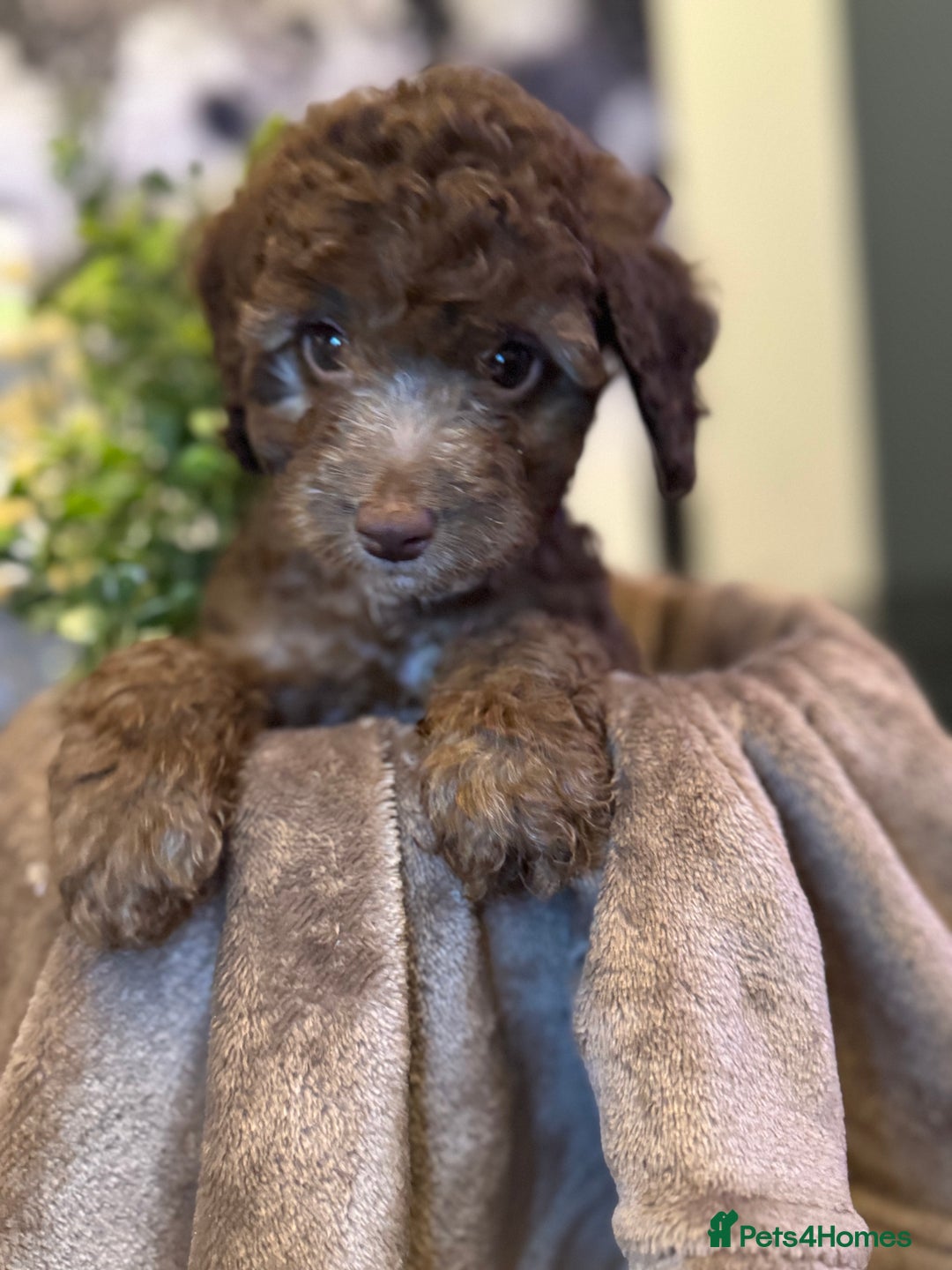Cockapoo dogs for sale: Miniature Cockapoo Multi Generation  in Darwen - Image 27