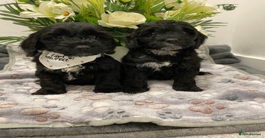 Cockapoo dogs - Advert 2