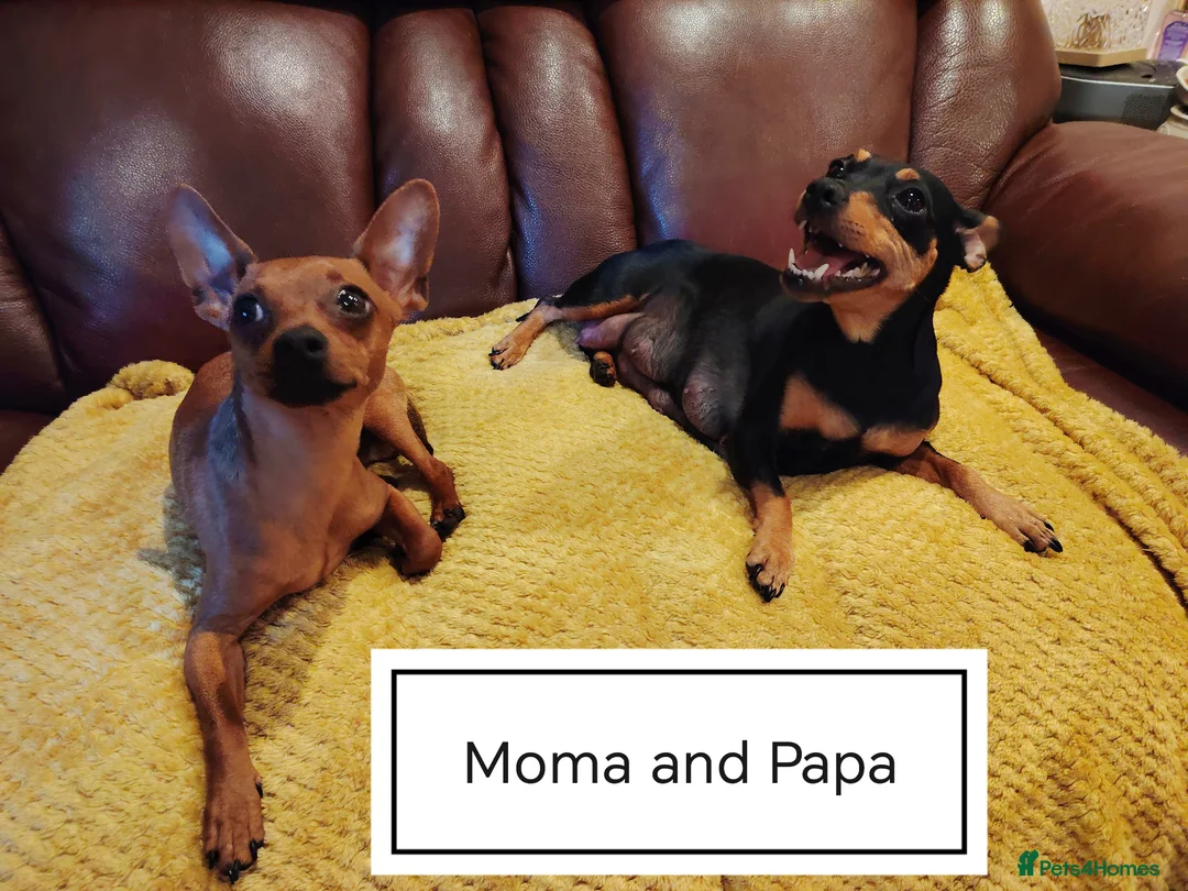 Miniature Pinscher dogs for sale: Beautiful Miniature Pincher puppies  - Advert 2