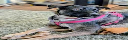 Mixed Breed dogs for adoption: Mirela 🩷 in Bristol - Advert 4