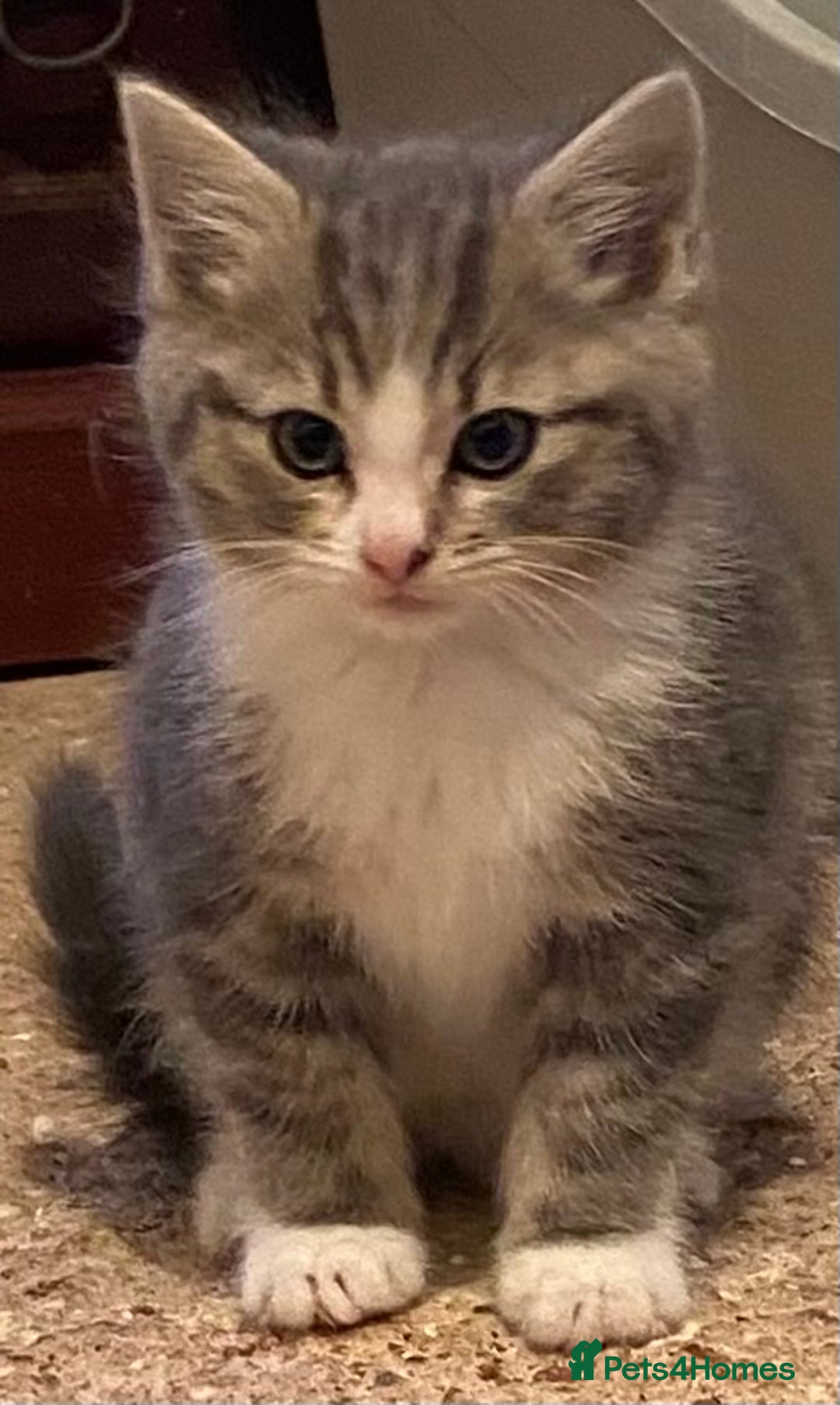 Mixed Breed cats for sale: Stunning part Siamese kittens ready now - Advert 16