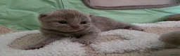 British Shorthair cats for sale: Champion GCCF British Shorthair Kittens  - Advert 5
