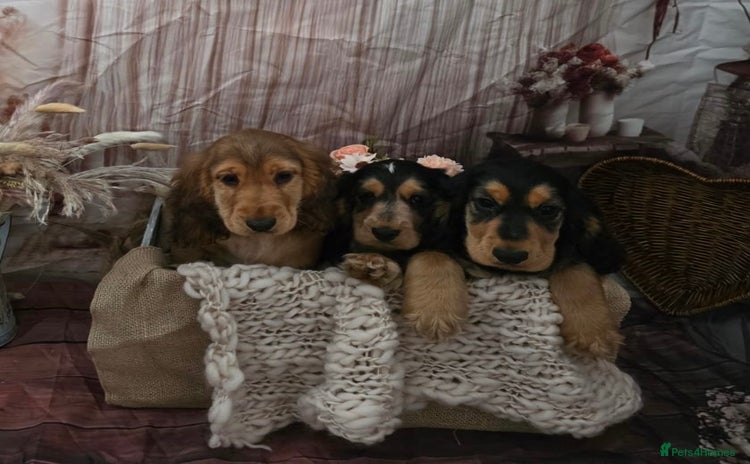 Cocker Spaniel dogs - Advert 14