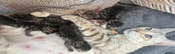 Bengal cats for sale: Bengal kittens  - Advert 15