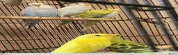 Budgerigars birds for sale: Young budgies £20 each - Advert 3
