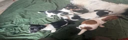 Jack Russell dogs for sale: Jack Russell puppies ready now small short legged - Advert 6