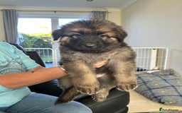 German Shepherd dogs for sale: Pedigree German Shepherd puppies - Image 4