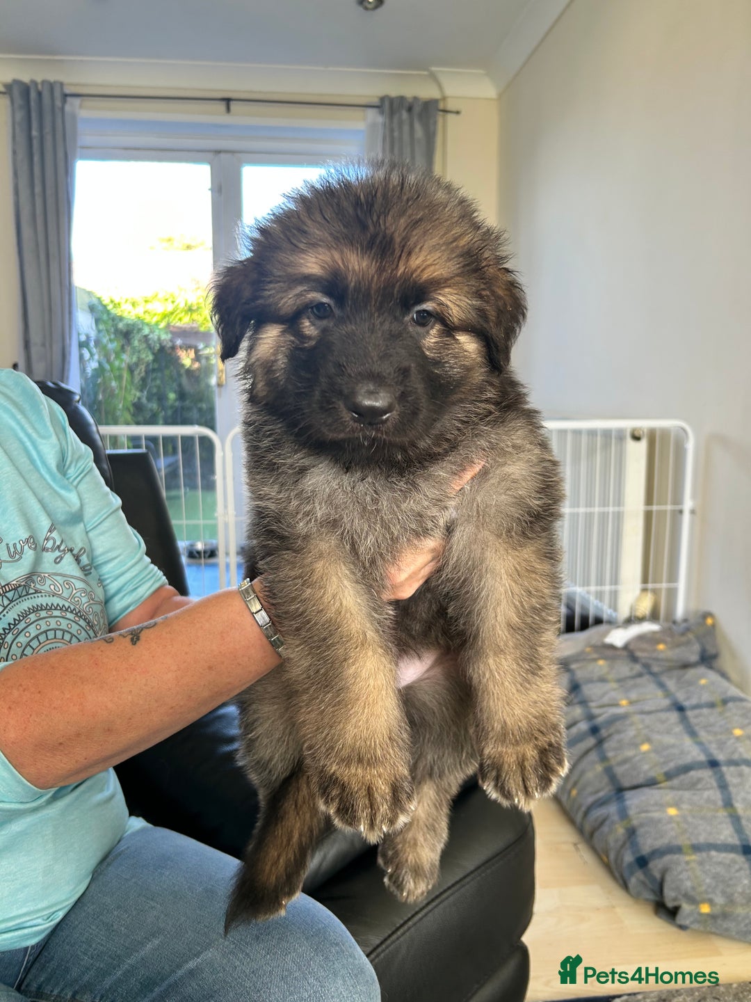 German Shepherd dogs for sale: Pedigree German Shepherd puppies - Image 4