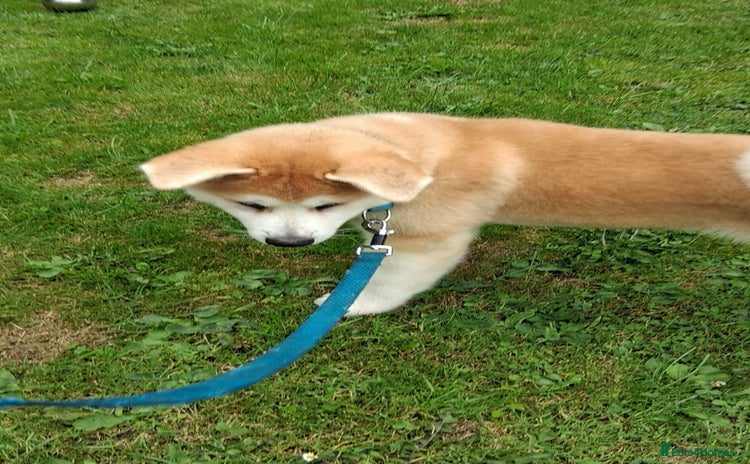Akita dogs - Advert 5