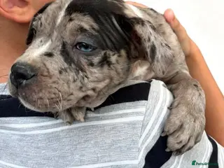 Staffordshire Bull Terrier dogs Adorable very rare Merle staff puppies - Advert 7
