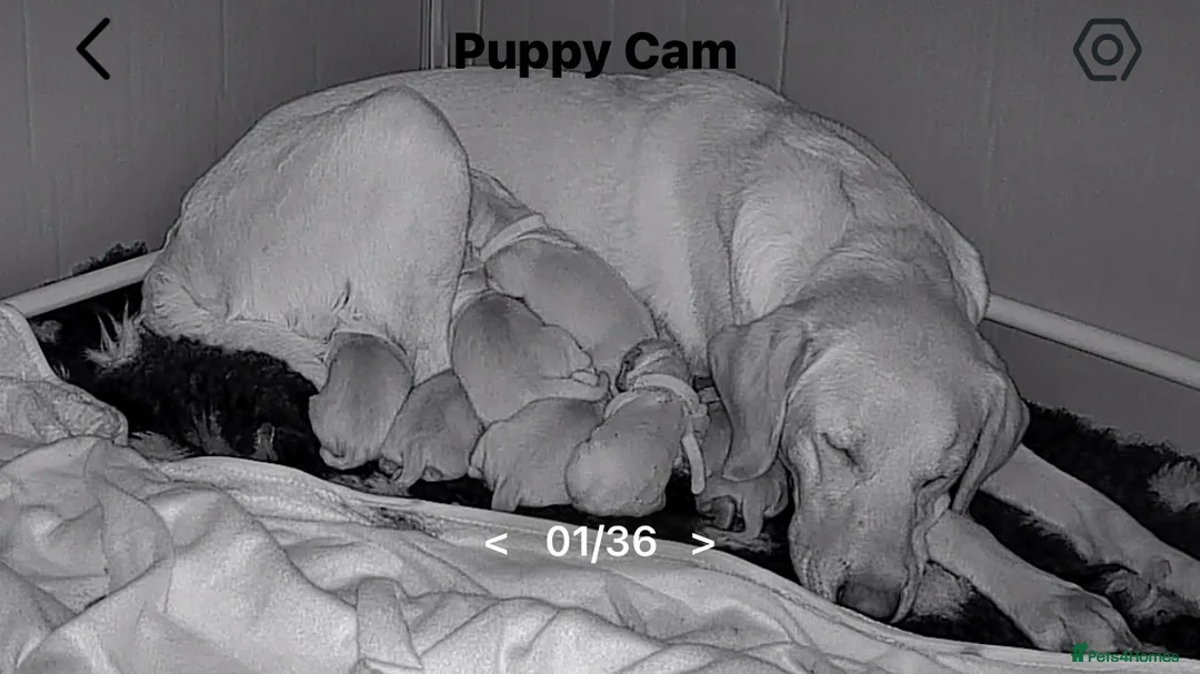 Labrador Retriever dogs for sale: KC Registered Red Fox/Golden Labrador Puppies  - Advert 2