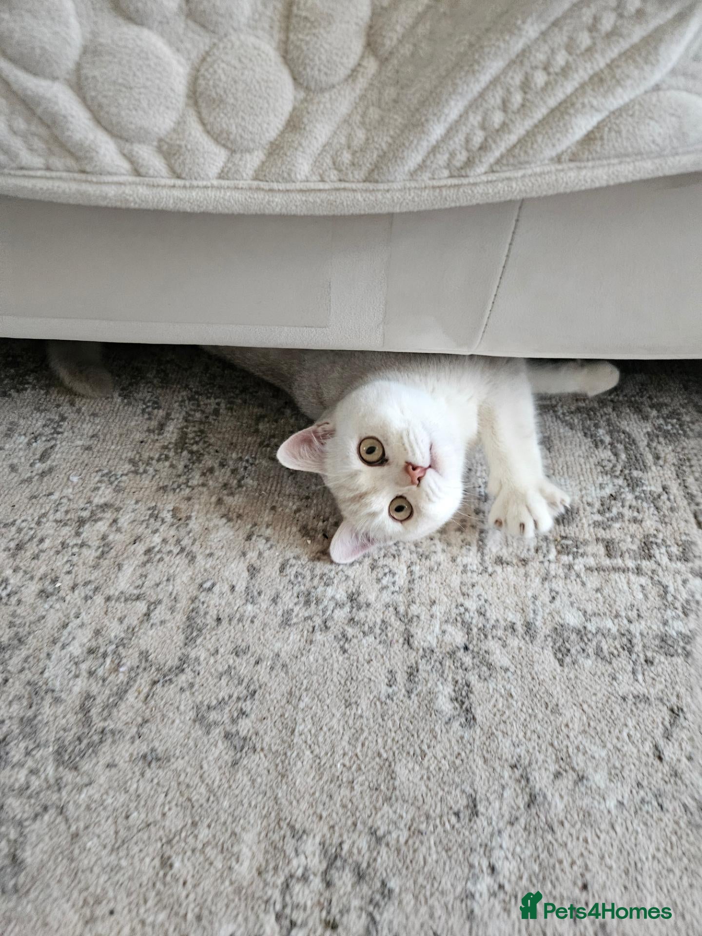 Scottish Fold cats White/brown Scottish Straight - Advert 1
