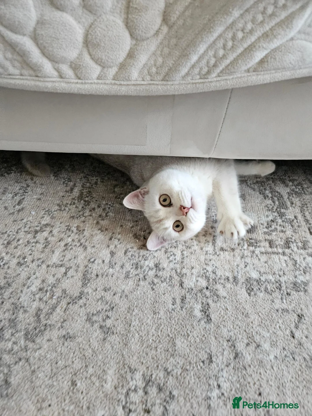 Scottish Fold cats for sale: White/brown Scottish Straight in Bedford - Advert 1