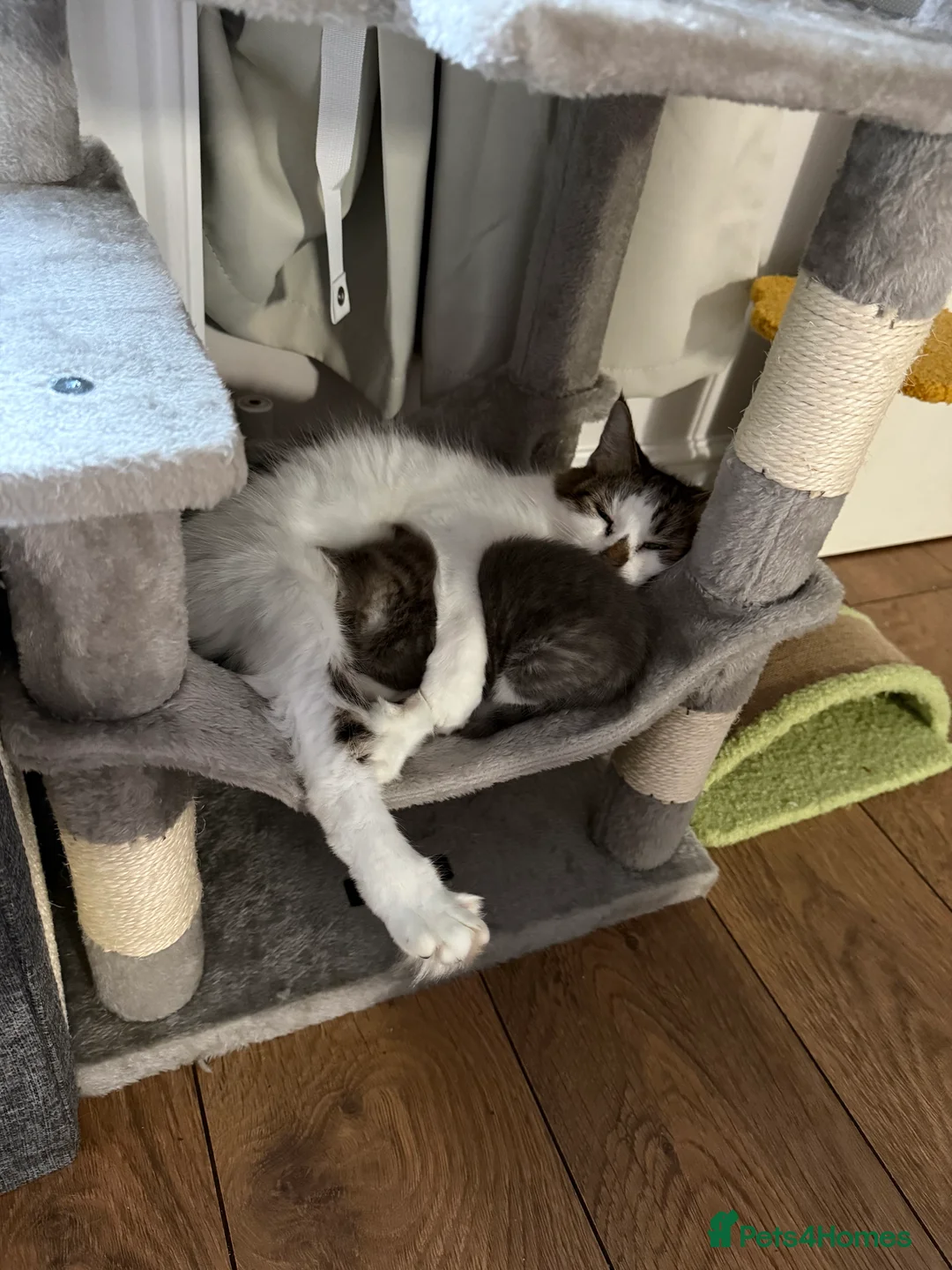 Mixed Breed cats for sale: Grey female kitten  in Sheffield - Advert 2
