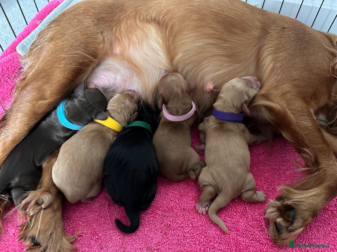 Cocker Spaniel dogs for sale: Cocker Spaniel puppies  - Advert 2