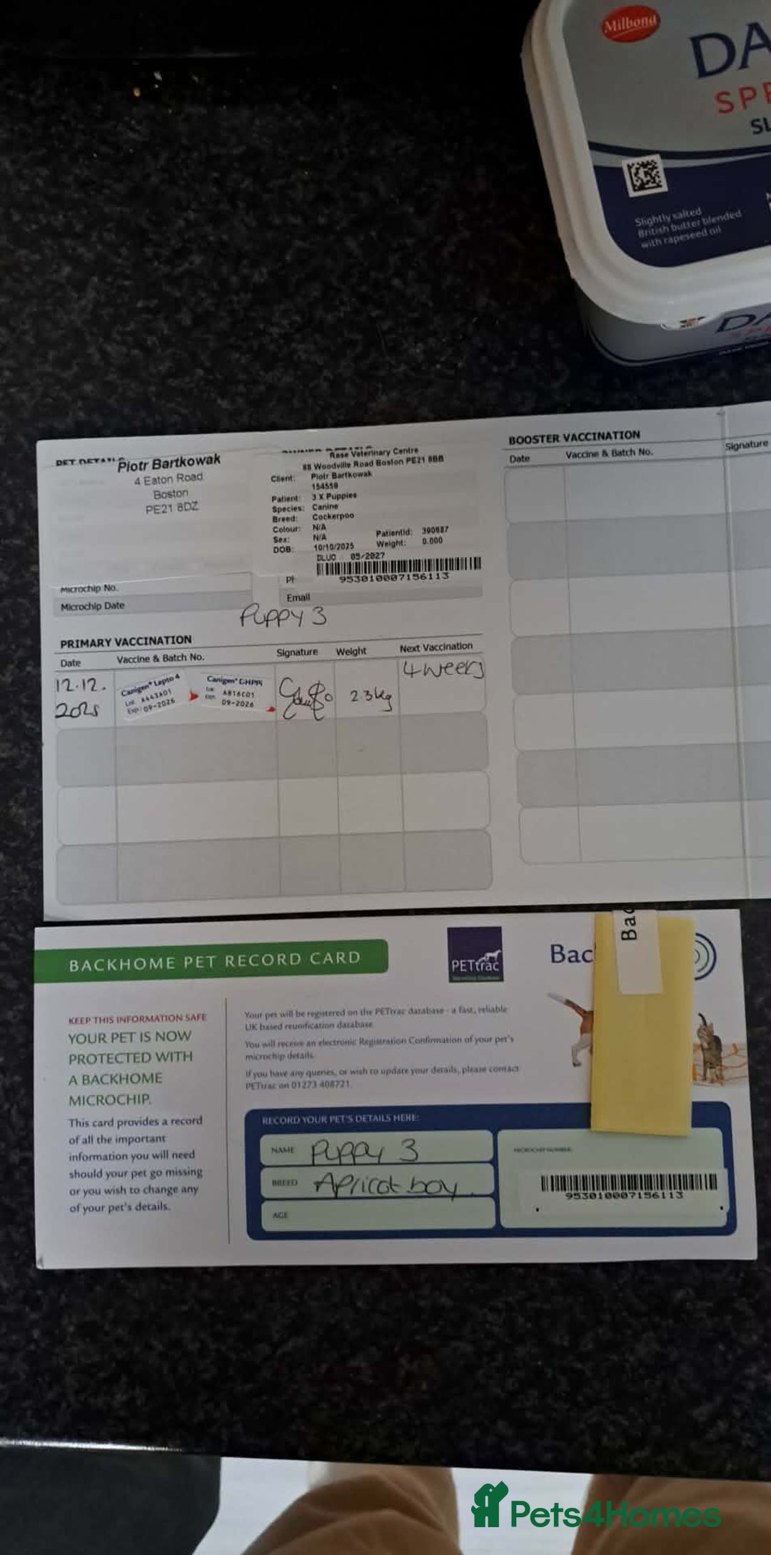 Cavapoo dogs for sale: One male Cavapoo - Advert 5