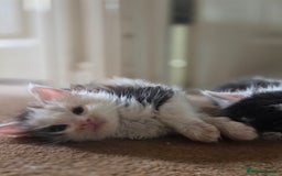 Maine Coon cats for sale: Variety of Maine coon kittens - Image 21