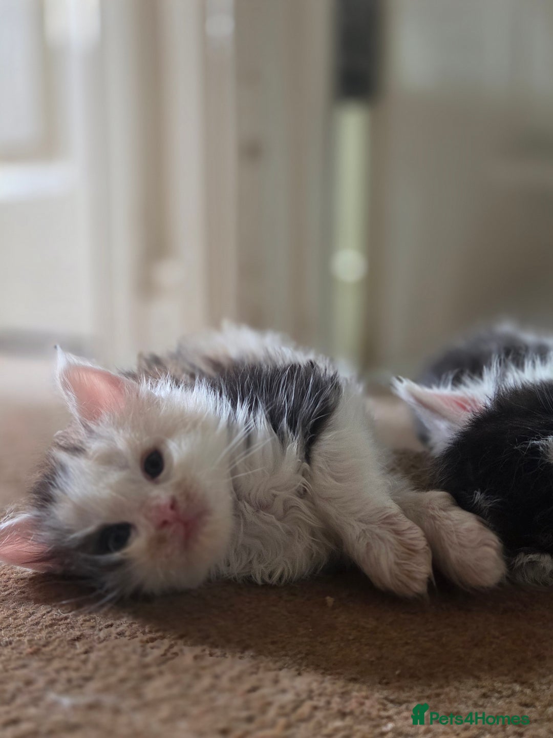 Maine Coon cats for sale: Variety of Maine coon kittens - Image 21