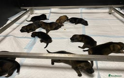 German Shepherd dogs for sale: 🐶 Outstanding Working line GSD puppies 🐶 - Image 4