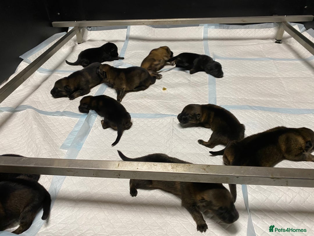 German Shepherd dogs for sale: 🐶 Outstanding Working line GSD puppies 🐶 - Image 4