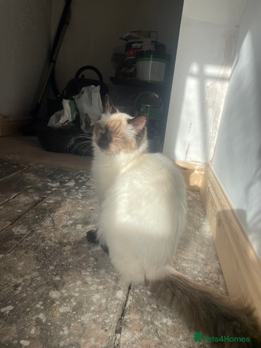 Ragdoll cats for sale: Ragdoll Cat/Kitten 8 months £200 - Advert 4
