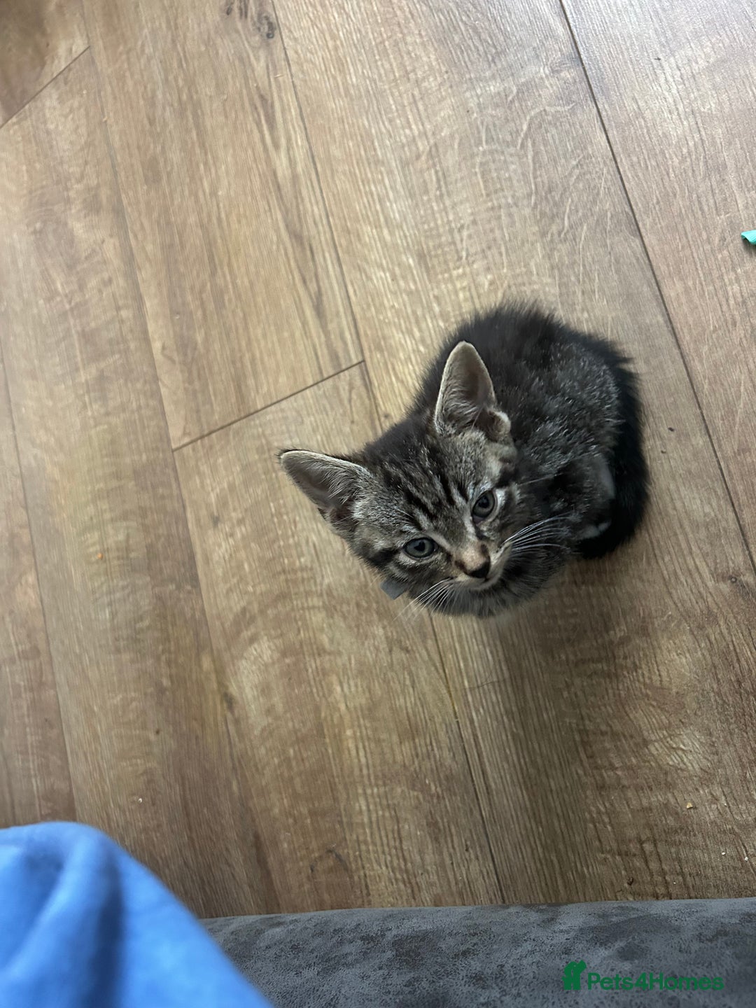 American Shorthair cats for sale: Absolutely stunning and loving Male Kitten   - Image 4