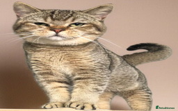 British Shorthair cats for sale: GCCF Active entire male - Image 2