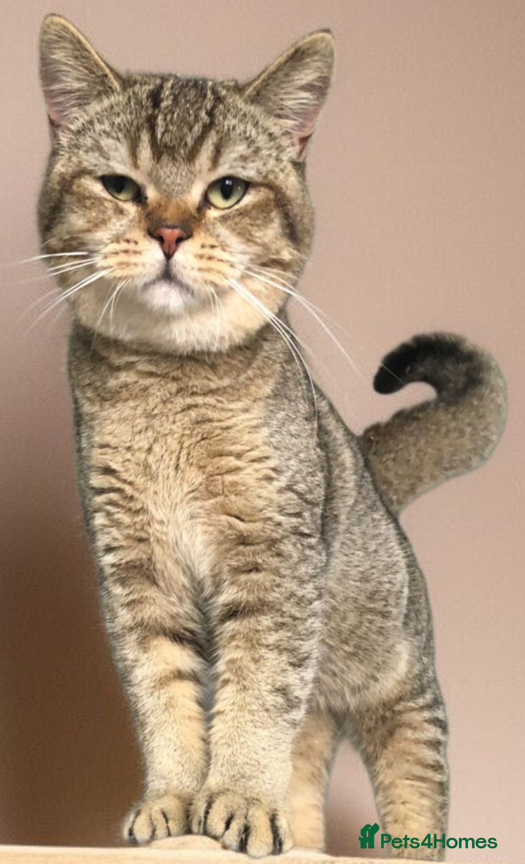 British Shorthair cats for sale: GCCF Active entire male - Image 2