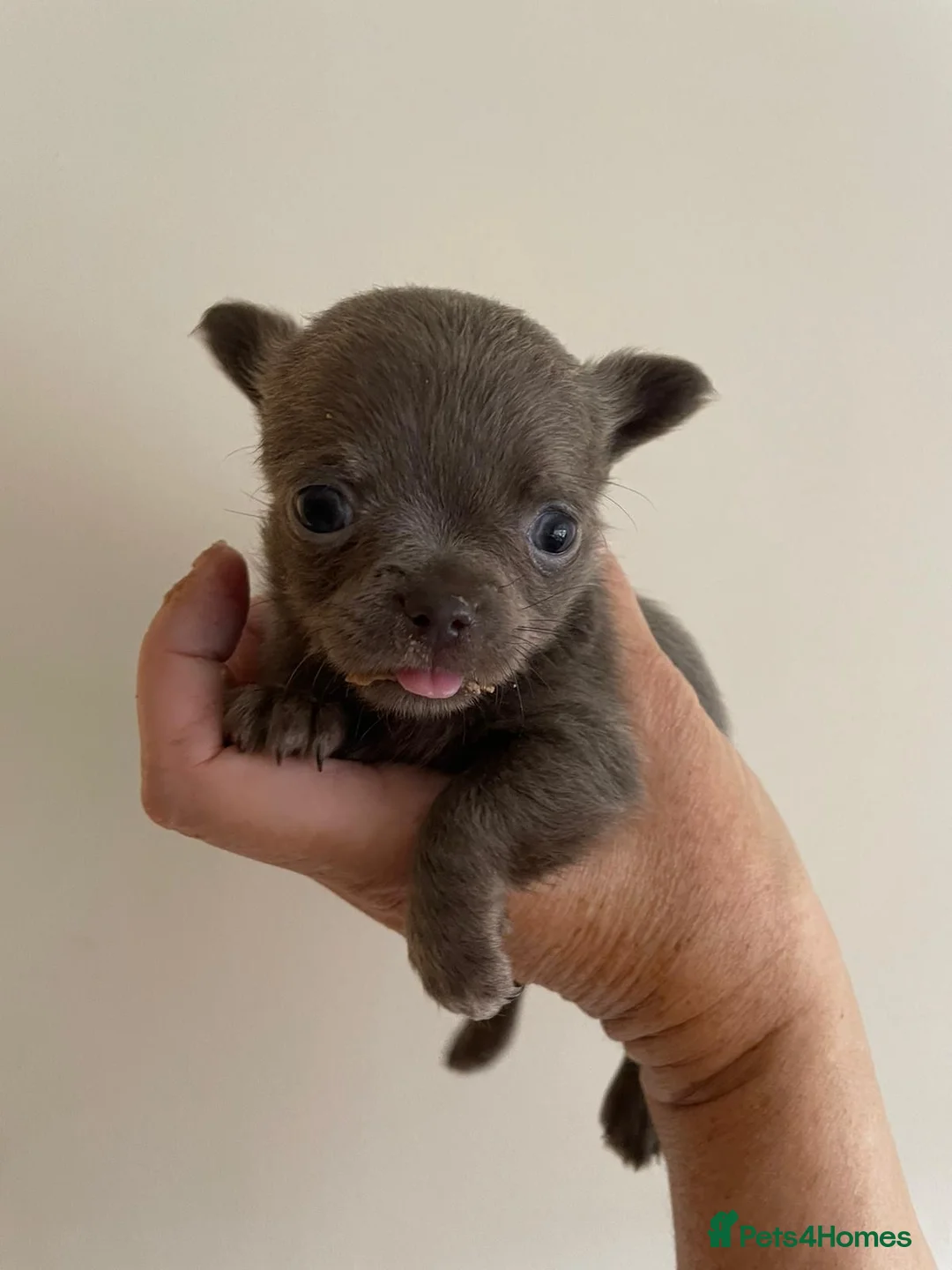 Chihuahua dogs for stud: kc lilac long haired chihuahua for Stud in South Shields - Advert 16