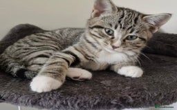 British Shorthair cats for sale: British Short Hair Cross Ragdoll Kitten  - Image 4