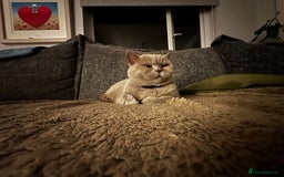 British Shorthair cats for sale: Lilac British Shorthair re-homing as only female  - Image 3