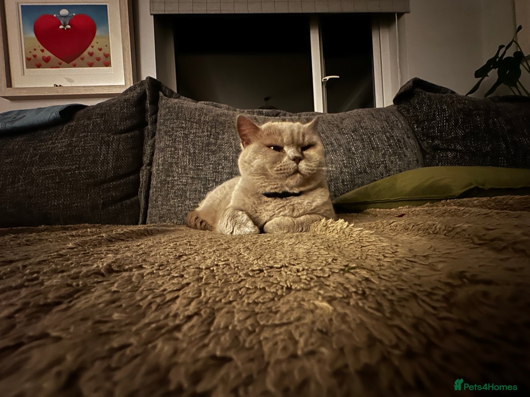 British Shorthair cats for sale: Lilac British Shorthair re-homing as only female  - Image 3