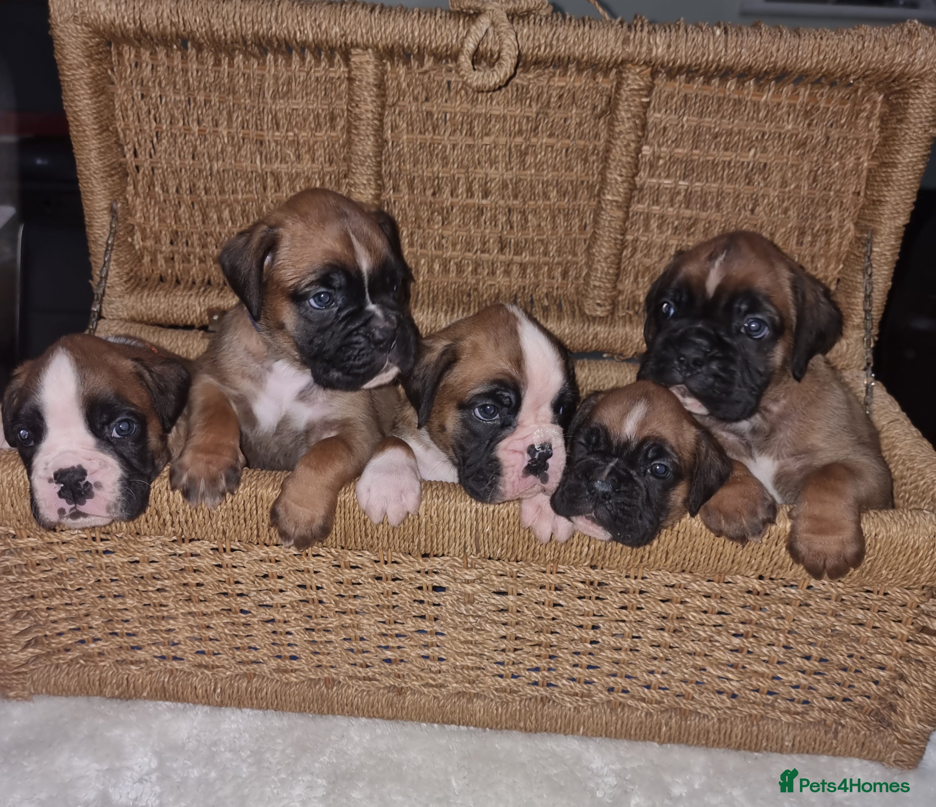Boxer dogs Stunning Boxer Puppies  - Advert 3