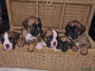 Boxer dogs Stunning Boxer Puppies - Advert 3