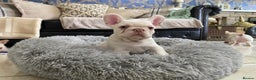 French Bulldog dogs for sale: LAST ONE NEWSHADE PLATINUM MALE - Advert 6
