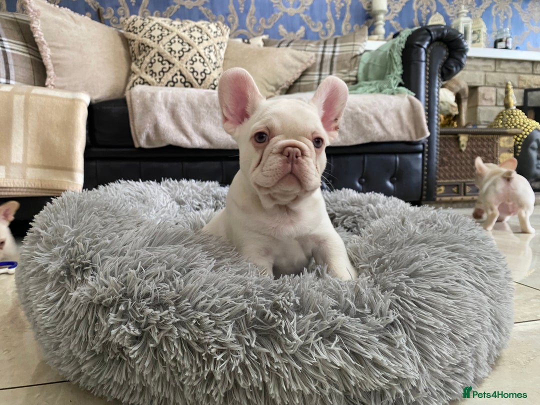 French Bulldog dogs for sale: LAST ONE NEWSHADE PLATINUM MALE - Advert 6