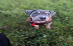 Mixed Breed dogs for sale: Amstaff mix, ready for forever home.  - Image 2