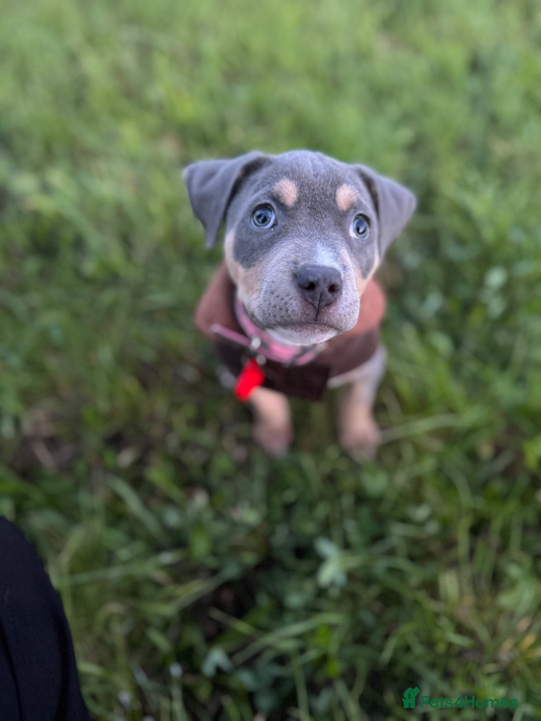 Mixed Breed dogs for sale: Amstaff mix, ready for forever home.  - Image 2