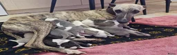 Whippet dogs for sale: RKC Whippet Puppies - Advert 19