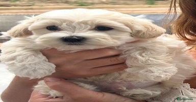 Maltipoo dogs - Advert 3