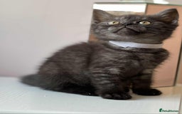 British Shorthair cats for sale: British Shorthair kittens - Image 16