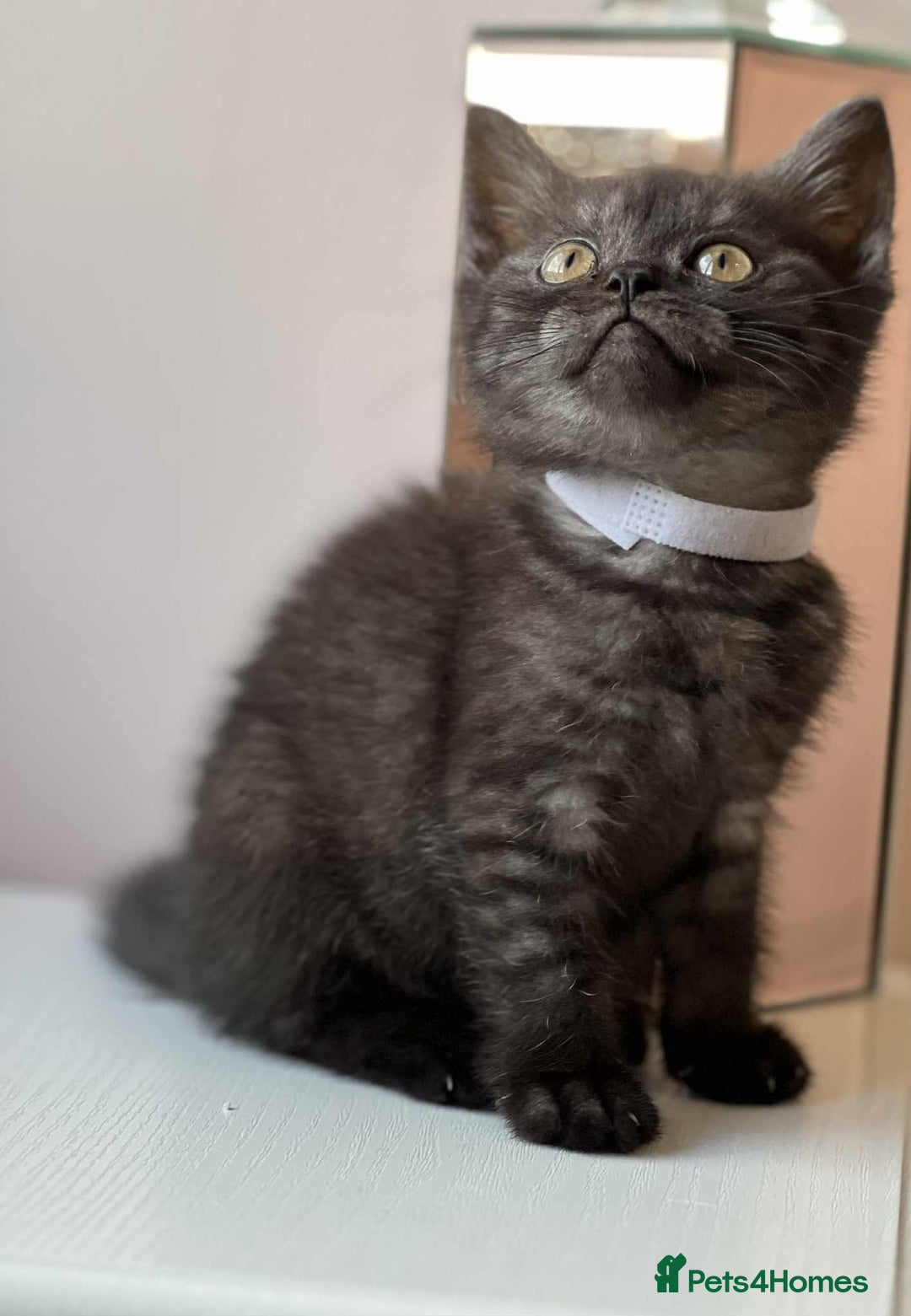 British Shorthair cats for sale: British Shorthair kittens - Image 16