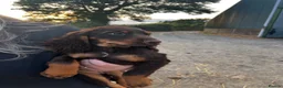 Sprocker dogs for sale: 5 beautiful sprocker puppies ready to collect  in South Molton - Advert 30