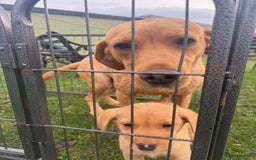 Labrador Retriever dogs for sale: One little boy left  - Image 3