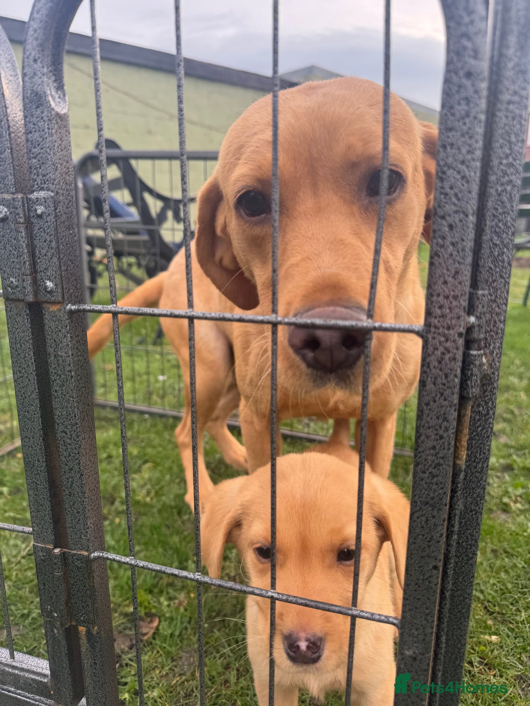 Labrador Retriever dogs for sale: One little boy left  - Image 3