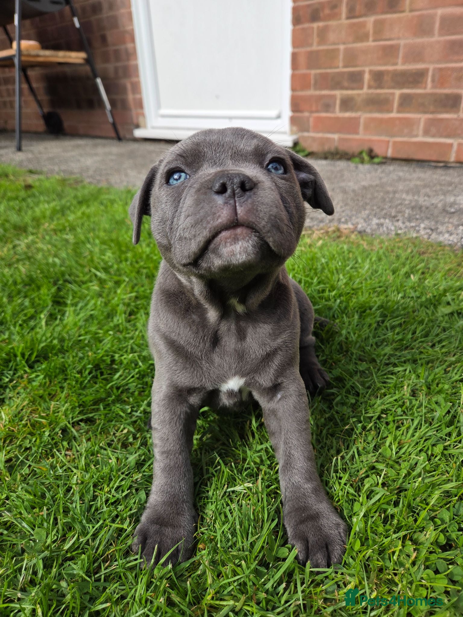 Staffordshire Bull Terrier dogs Beautiful Blue Staffy Girl – Last Puppy Available - Advert 15